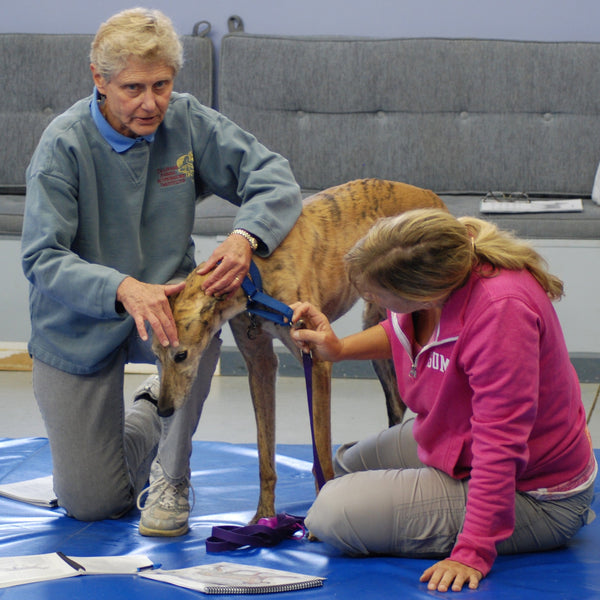 Canine training for acupressure