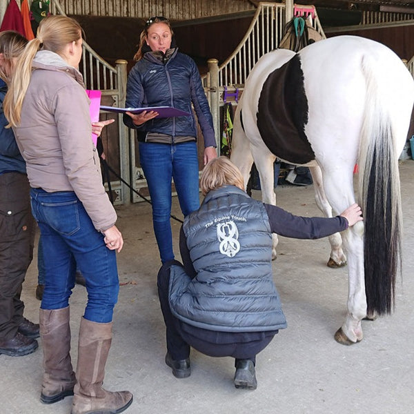 Equine training for acupressure